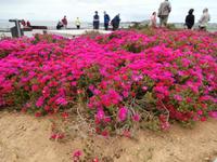 Terceiras Blumen