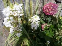 Terceiras Blumen