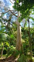 Terra Nostra Park, Eukalyptus aus Tasmanien