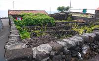 Weinanbau in Lajido