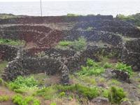 Weinfelder auf Pico