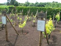 Weinprobe