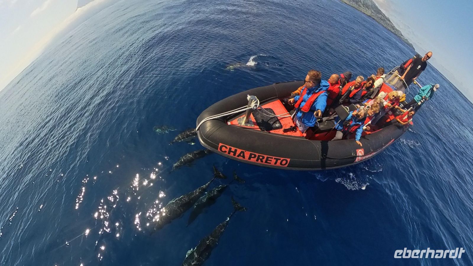 Whale Watching Tour