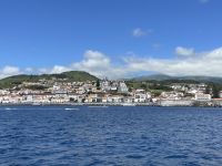 Whale Watching Tour