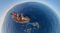 Whale Watching Tour