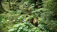 Wie im Urwald