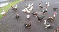 Wilde Enten auf Pico