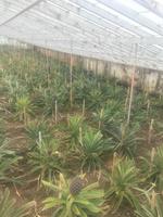 auf der Ananasfarm
