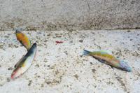 gefangene Fische