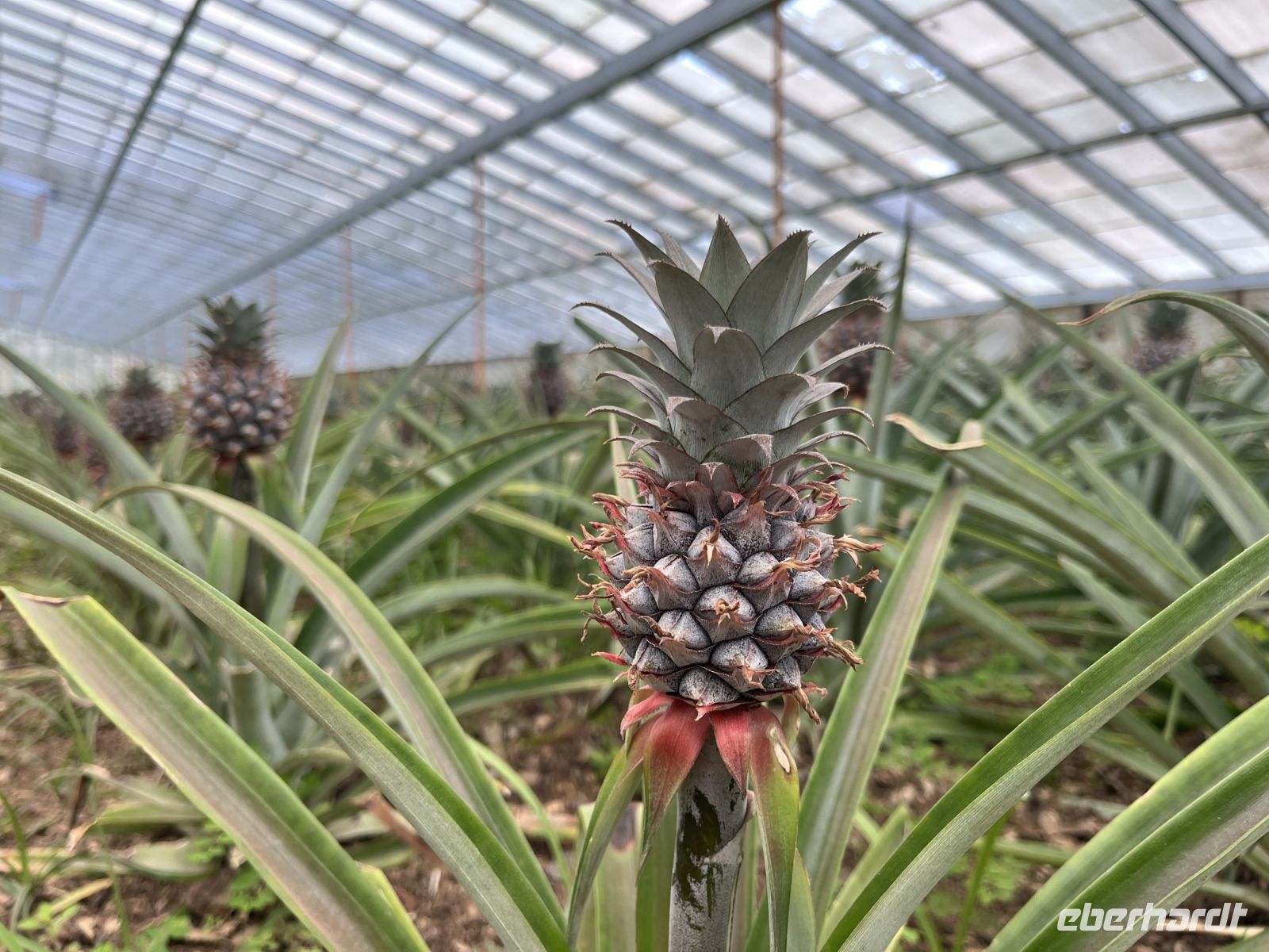 kleine Ananas