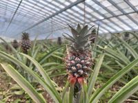 kleine Ananas