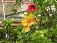überall Hibiskus
