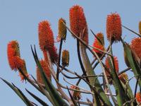 ... in Blandy's Garten