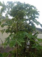 096 Papaya