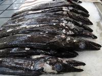 Funchal - Markthalle , der berühmte Degenfisch