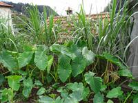 Auf der Levada - Wanderung - Taro und Zuckerrohr