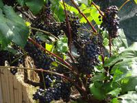 Auf der Levada - Wanderung 