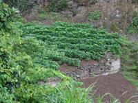 Auf der Levada - Wanderung - Gemüsefeld