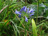 Auf der Levada - Wanderung : 
