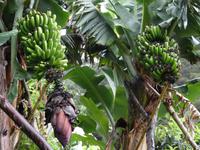 Auf der Levada - Wanderung 