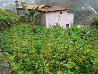 Auf der Levada - Wanderung - Gemüsefeld