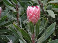 Blandys Garten - Protea