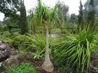 Blandys Garten - Elefantenfuss