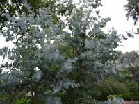 Blandys Garten - Eukalyptus