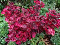 Blandys Garten - Irisinien