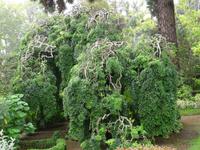 Blandys Garten - Japanischer Pagodenbaum