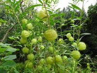 Blandys Garten - Seidenpflanze