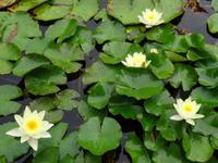 Blandys Garten - Seerosen