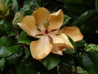 Blandys Garten - Magnolienblüte