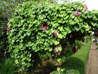 Blandys Garten - fleichfressende Pflanze