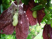 Blandys Garten - fleichfressende Pflanze