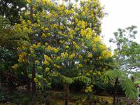 Botanischer Garten von Funchal - der Stolz Boliviens