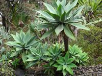 Botanischer Garten von Funchal - Algave