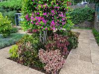 Botanischer Garten von Funchal - Bogondilia