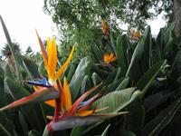 Botanischer Garten von Funchal 