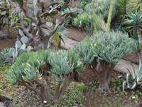 Botanischer Garten von Funchal 