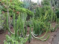 Botanischer Garten von Funchal 