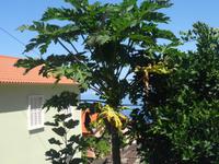 Papaya - Baum