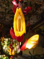 exotische Orchideenpracht