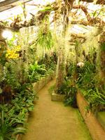 uriges Orchideengewächshaus