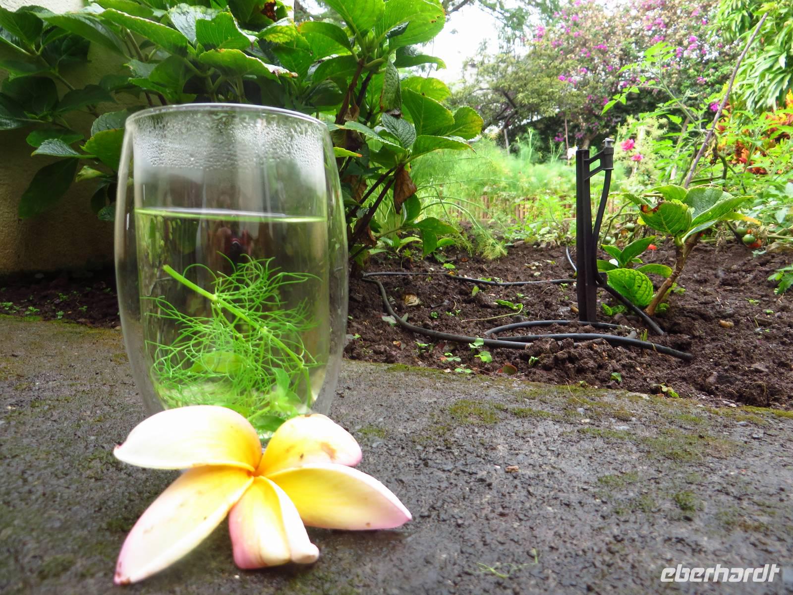 Fencheltee mit Zitronengras