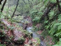 Mini - Levada-Wanderung im Regen - Blick in den 