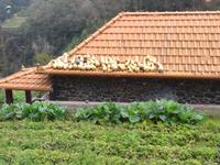 Kürbisse auf dem Dach