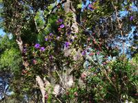Botanischer Garten in Funchal - Veilchenbaum