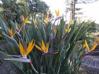 Botanischer Garten in Funchal - Strelizien