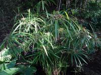 Botanischer Garten in Funchal - Papyrus